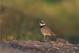 <p>KULÍK ŘÍČNÍ (Charadrius dubius) jižní Morava ---- /Little ringed plover - Flussregenpfeifer/</p>
